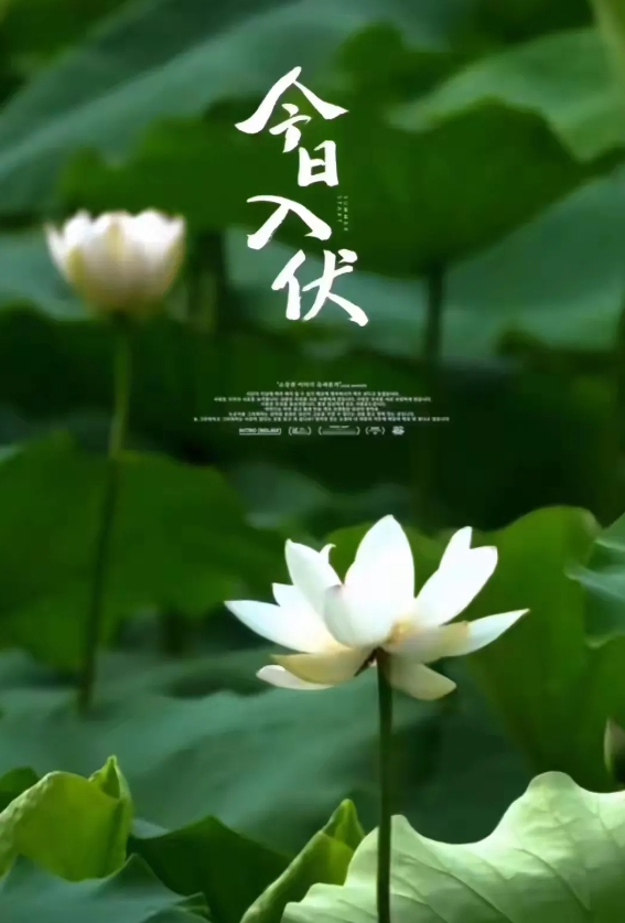 伏天是按我国古代的“干支纪日法”来确定的，每年的三伏天不仅天数是不固定的，而且入