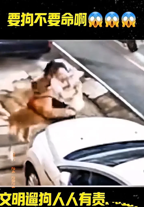 全国禁狗的呼声越来越高，因为恶犬伤人的事件太多了。

而且这些事件伤的都是无辜的