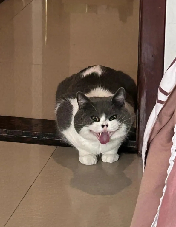 猫猫吐毛球竟像赖皮蛇！笑出腹肌！

最近发现，博主家里这只猫猫吐毛球的时候，简直