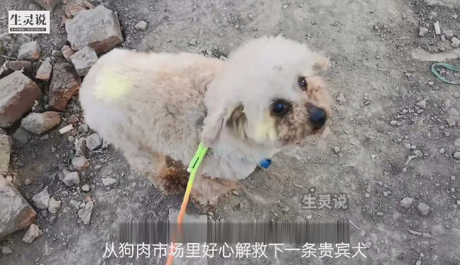花700块钱救下一条贵宾犬，好心小哥带回家，不料竟后悔了！

小哥经过狗肉市场的