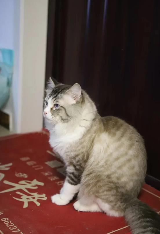 陕西西安，女子在猫咖与猫互动时，被猫抓伤，猫咖经营者不予理赔。女子告上法庭，索赔