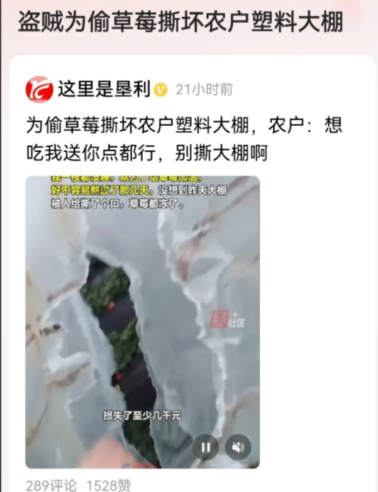 人心怎么能坏到这种地步呢？
你偷人家草莓，还把人家大棚给割破了。
就现在这么冷的