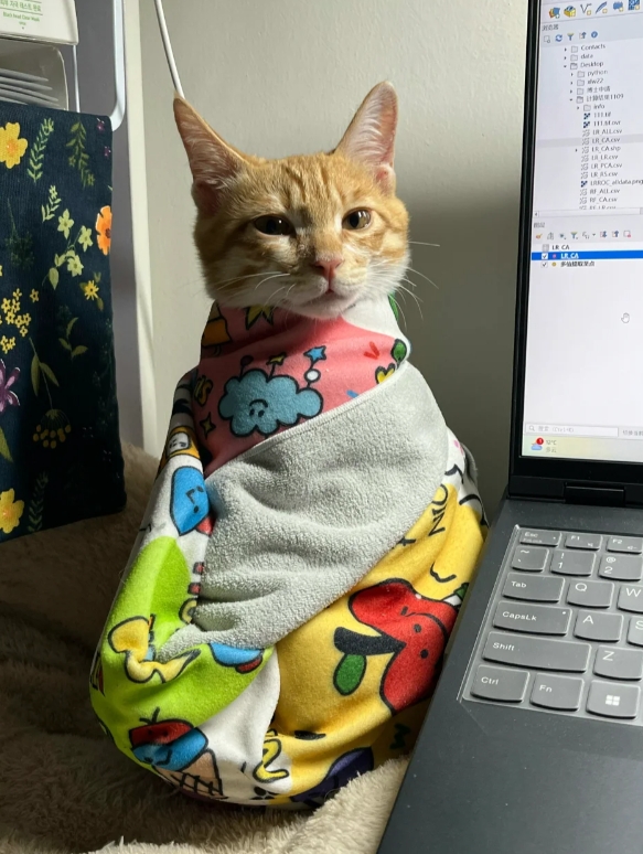 前有不倒翁，现有不倒猫