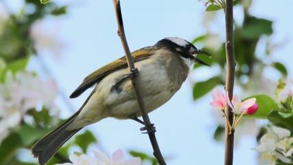 上联：夫妻本是同林鸟，诚邀下联