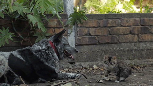 路遇恶犬怎么办