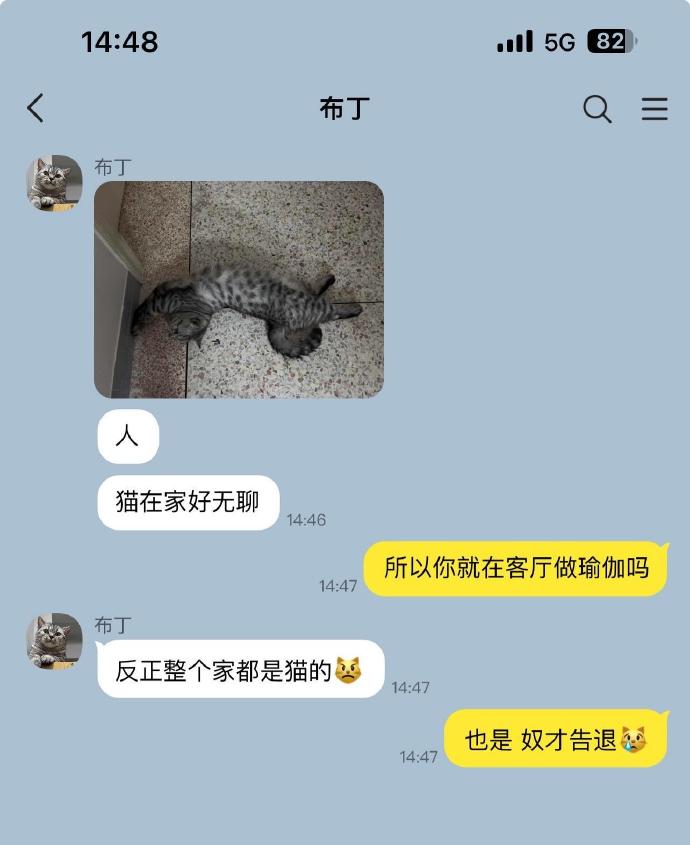给小猫配一台手机，生活会变成啥样呢？