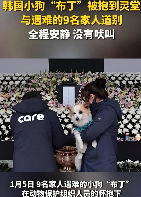 “韩国小布丁的沉默悼念，感动万千心灵”。

在韩国，有一只名叫布丁的小狗，近期因