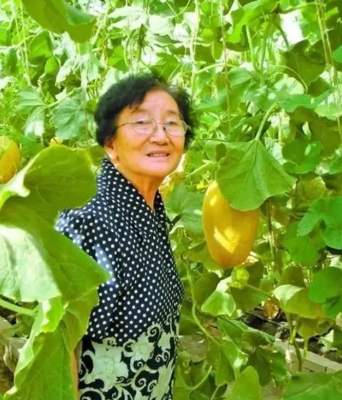 吴明珠辞城工作赴新疆，育瓜种成农业大神