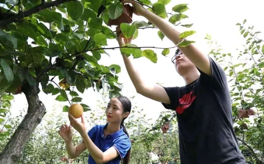 河南叶县强拆果园，按正常程序，该赔多少钱？

1. 对于在林地上种植经济林的情况