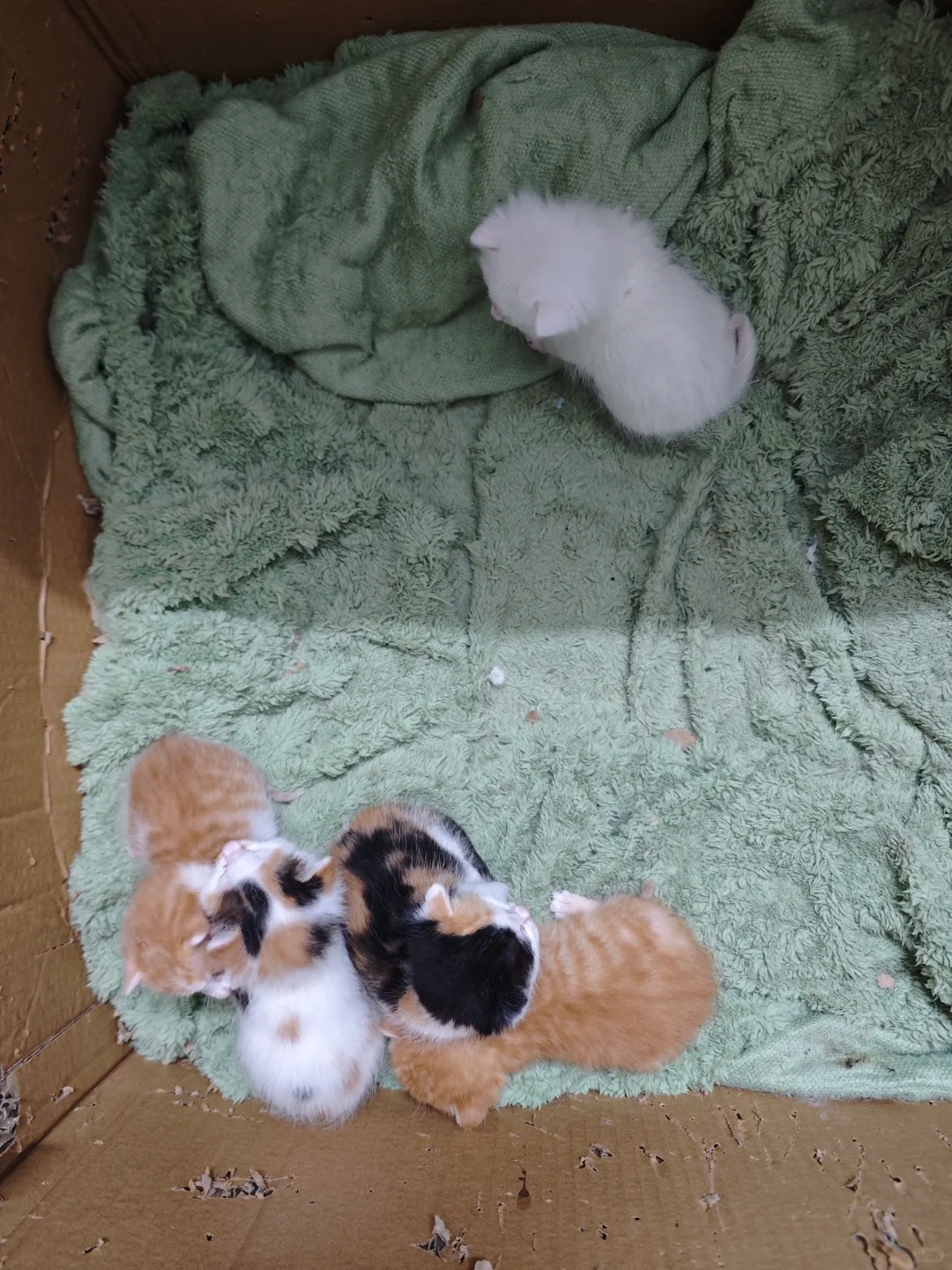 果然白猫就是被排挤的命
果然白猫在别的猫眼里都是丑八怪刚出生就被排挤了。经常看到