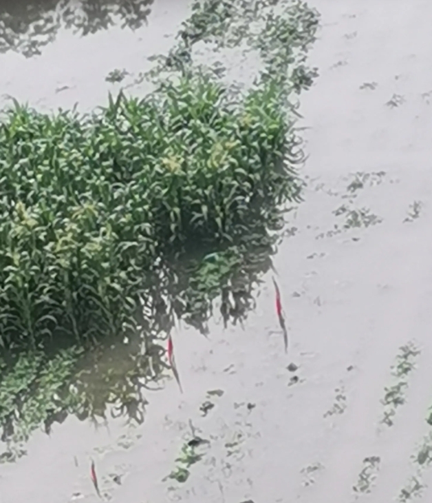 河南上半年的天气是炎热的，而且不见雨水，埋在泥土的种子，不抽水灌输是很难发芽的，