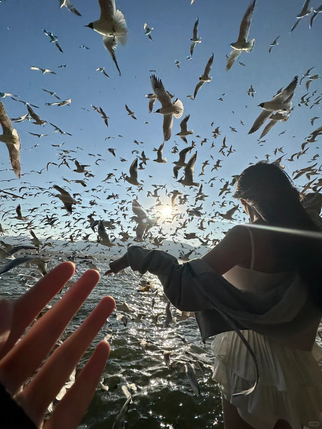 爆款美女人物配海鸥 无法让人形容！ ！ ！