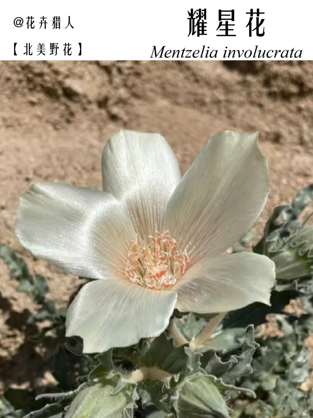 每日识花｜这花自带了绫罗绸缎的光泽
身份🆔
种：耀星花 Mentzelia i