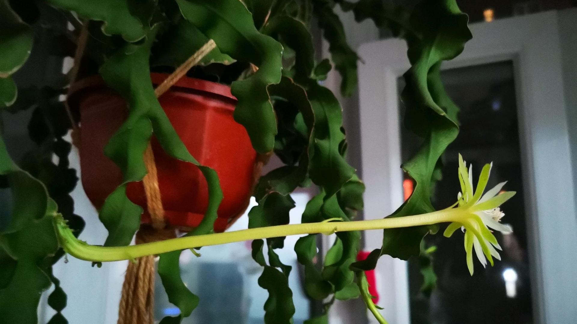 一种冷门、但优秀的室内绿植，可观叶、观果和赏花，北阳台亦能养