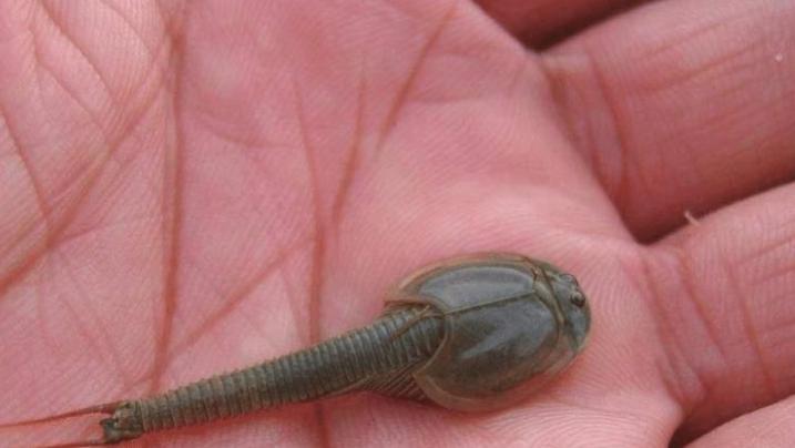 四川震后出现一神秘生物，三只眼睛布满稻田，专家：身份不简单！