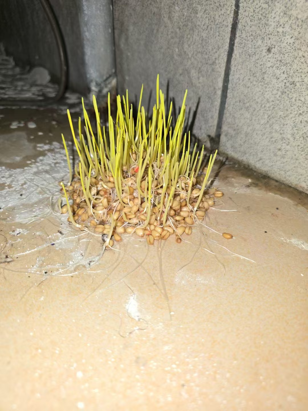 这个老鼠药的生命力还蛮强的嘛