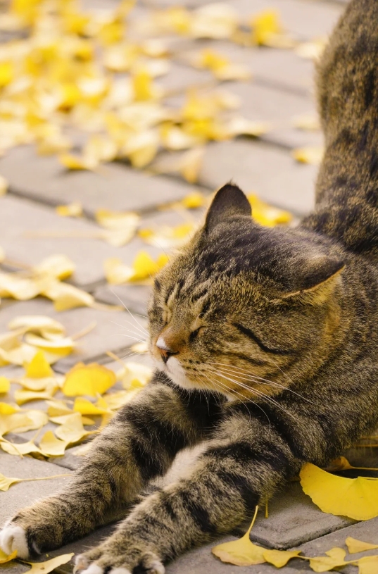 会摆姿势的小猫