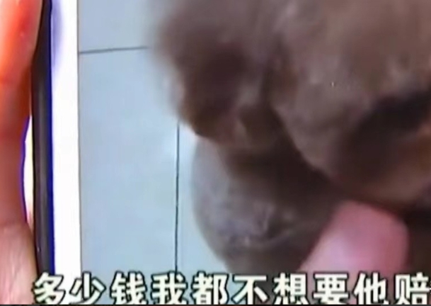 浙江，杭州。女子养的泰迪那方面需求太高，女子听从朋友建议将泰迪送去做绝育，哪知泰