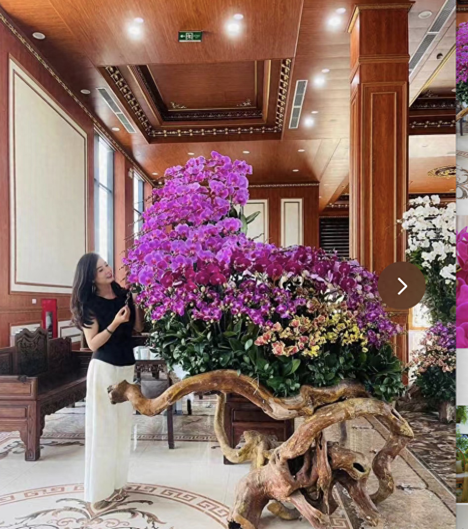 蝴蝶兰花寿命是几年？