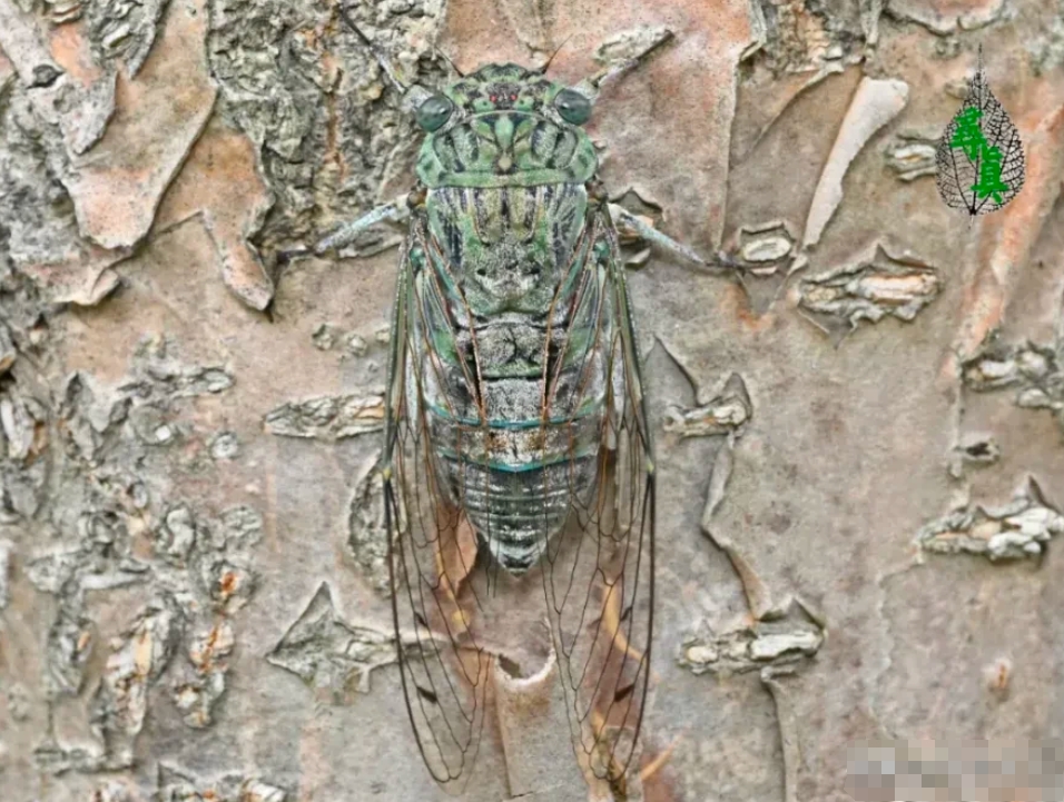 这种蝉，你们那方言叫什么？