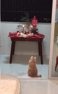 这猫看起来挺聪明啊