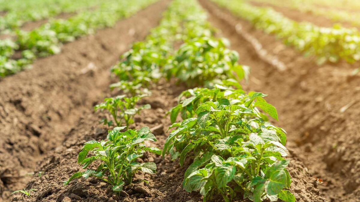 土豆播种阶段必看：4个要点，简单有效，产量高