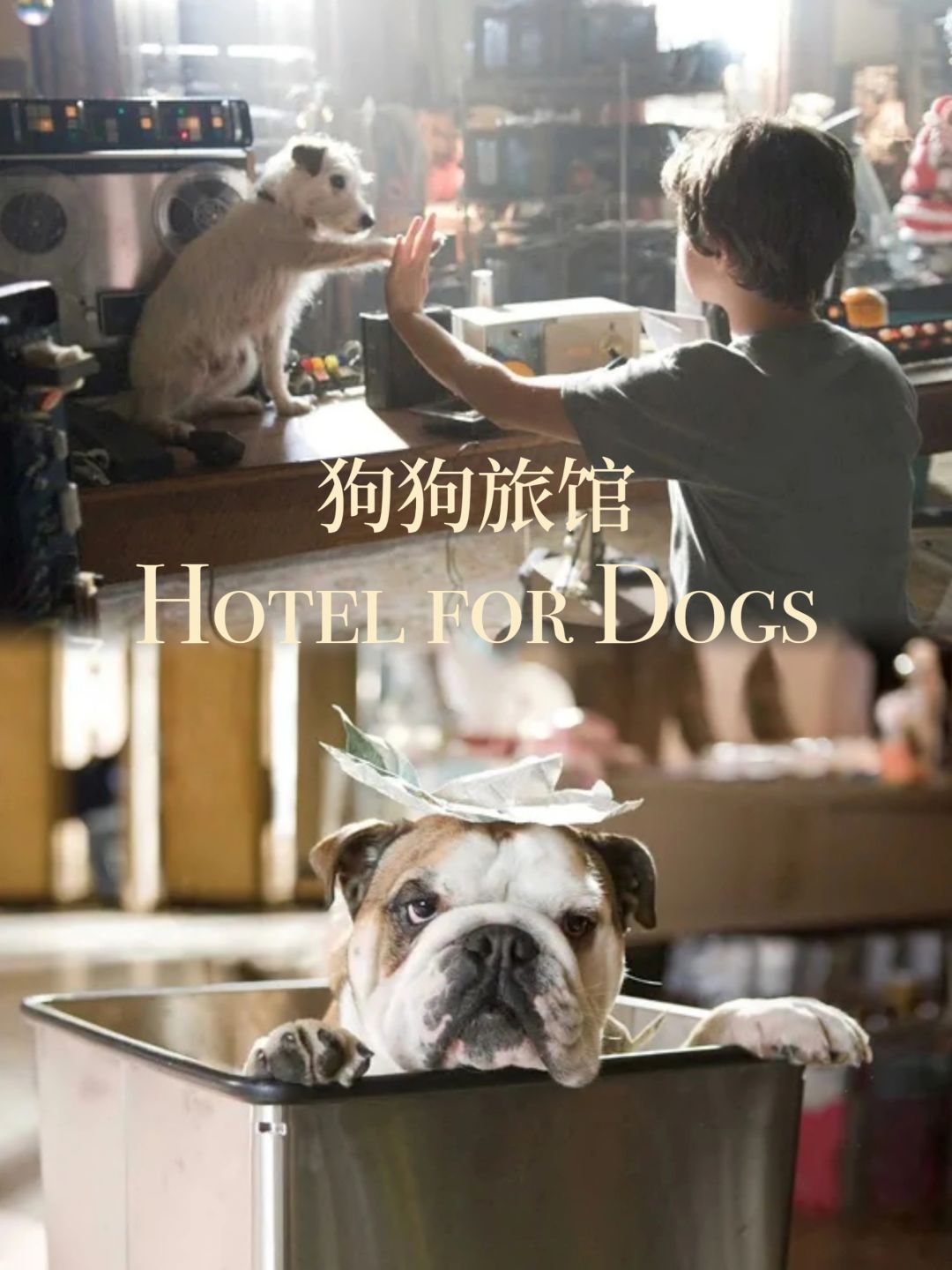 让你又哭又笑，年度不可错过的影片《狗狗旅馆》 