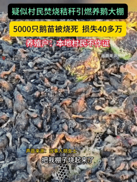 湖北，一女子到孝感建立养殖基地，专注鹅的研究培养，算是重金投资了，结果村民烧秸秆