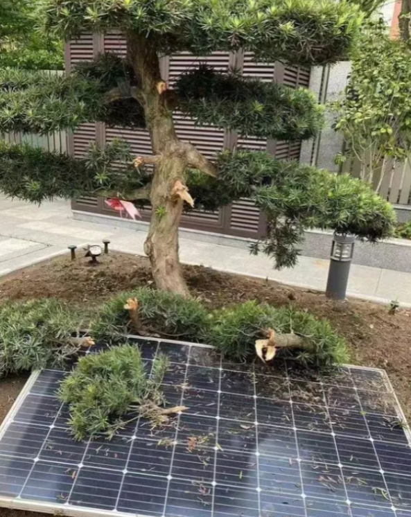 “这比抢钱还快！”2021年，江苏一男子花费了6万多元买了一棵罗汉松，种在老家院