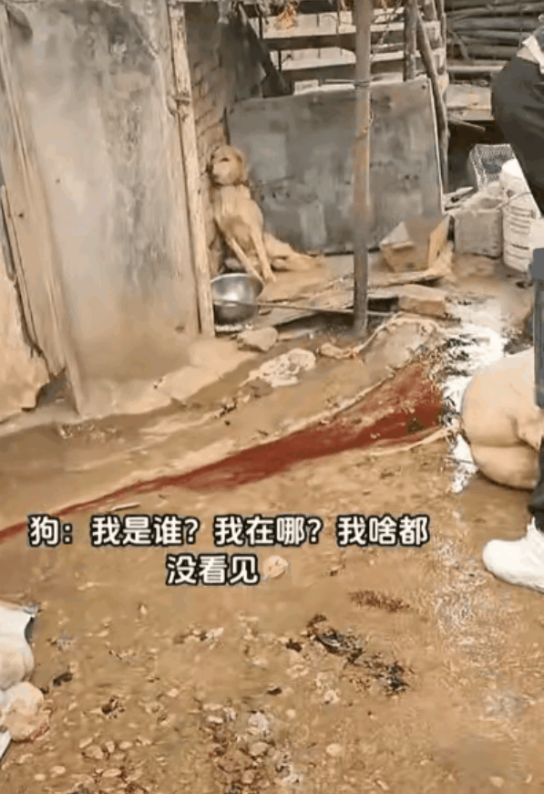 把狗狗吓得瑟瑟发抖
在农村里，狗主人杀猪准备过节，在房子旁边空旷的地方，一帮人围