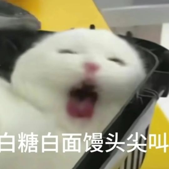 猫咪尖叫表情包