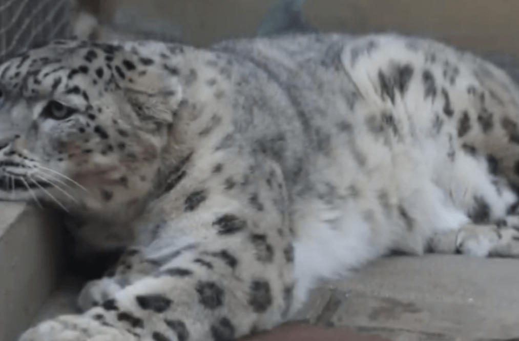 2017年，青海牧民在山上发现一只快死的雪豹，他心生怜悯立即报警，并将雪豹送往了