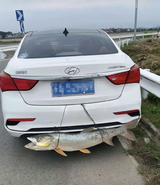 这技术在我这边得游街！