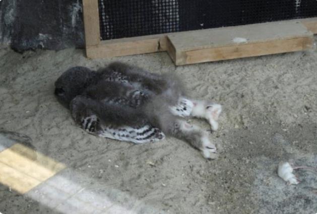 猫头鹰宝宝因为头比较重，所以一般都是趴着睡觉