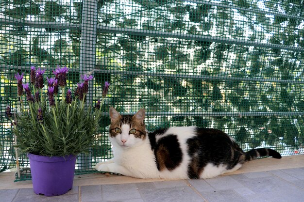 在养猫的过程中，有一个问题常常让许多猫主人头疼，那就是如何确保猫咪在家中或外出时