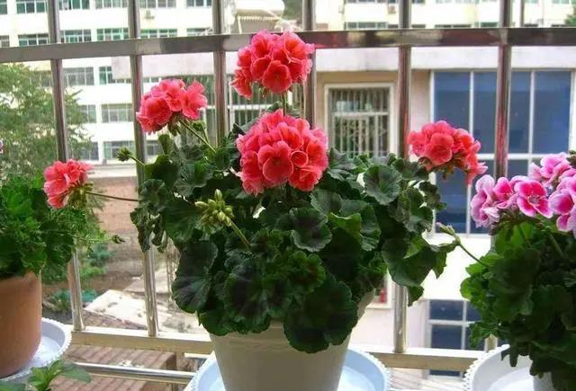 






大家对天竺葵都不陌生，它的品种非常多，不同的品种，叶型、花型、花色