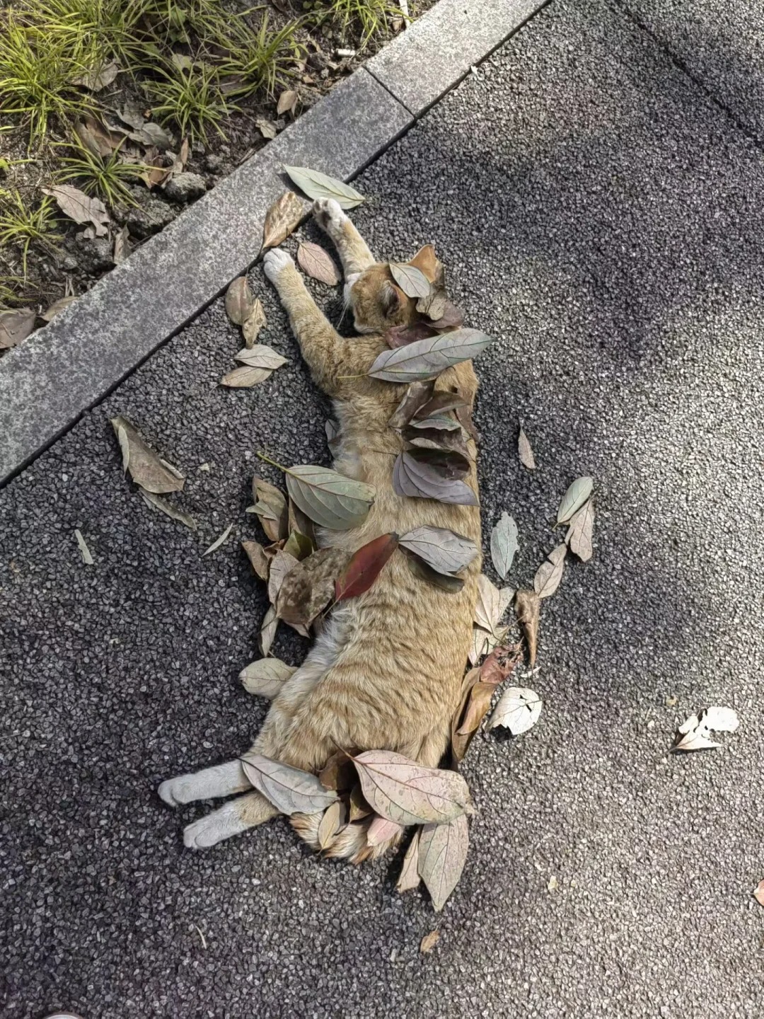 四川mer和四川人一样神
随地大小睡，刻在基因里的松弛感