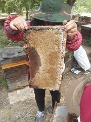 蜂群加入巢础框之后，蜜蜂出现咬脾的现象