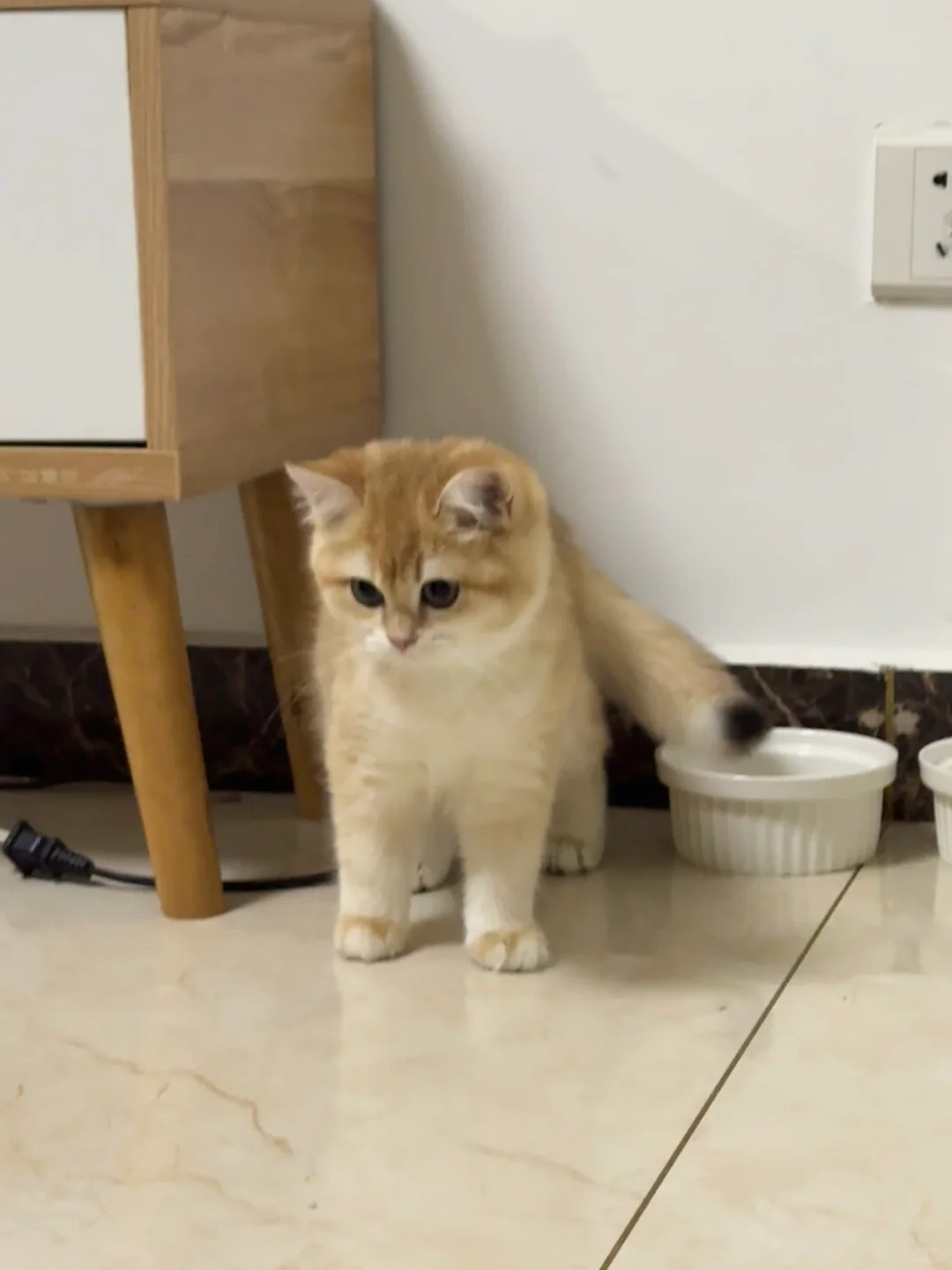 是纯的金渐层吗？
花了好贵买的 不知道有没有被忽悠 也想知道是什么色的金渐层