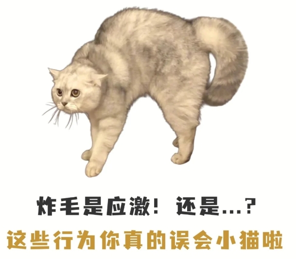 猫咪容易被误会的行为，你中招了吗？

猫咪靠肢体动作表达情绪，很多时候我们都误解