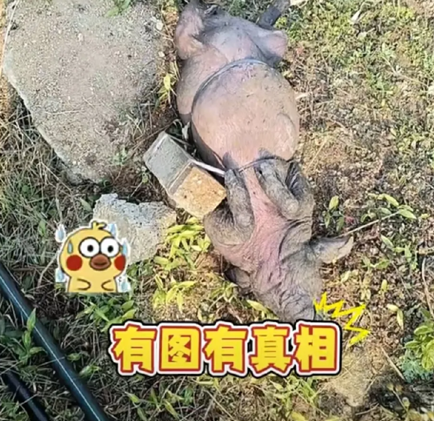 太可恶！死猪被绑上石头沉入村民饮用水井，村民称将近有一半的村民都在吃这口井中的水