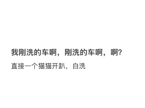 小猫在人类的车上开趴体
