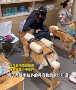 宠物医院也有中医针灸了。四川成都，宠物医生称中医也可以治疗狗狗一些疾病，

比如