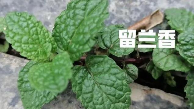 你知道吗？这小小的风轮菜，还是除腥味和膻味的好帮手。