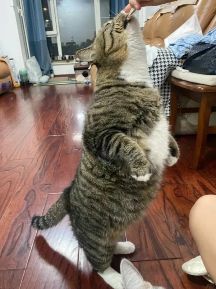 把你家的狸花胖胖交出来！
狸花猫真的真的真的能长这么胖吗？
还有它这个胖嘟嘟的肚