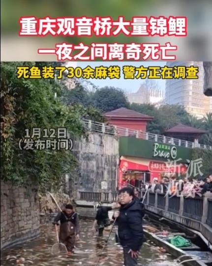 重庆观音桥锦鲤被人投毒死了

                         