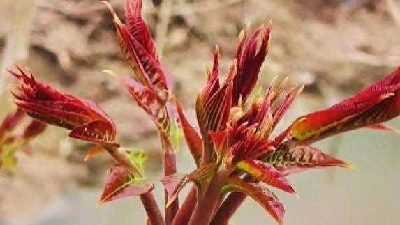 公认春天最好吃的8种野菜，比肉还好吃，你吃过几种？不要错过