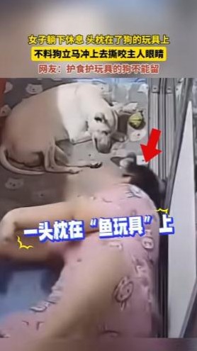 女子头枕狗玩具 被狗咬伤

                          