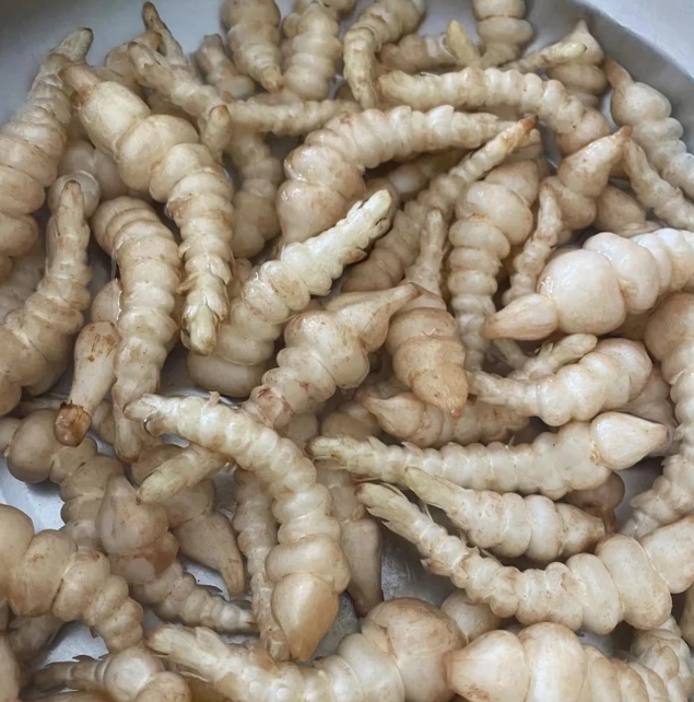 u友们帮我看看，这种长得像毛毛虫一样的蔬菜叫什么名字？