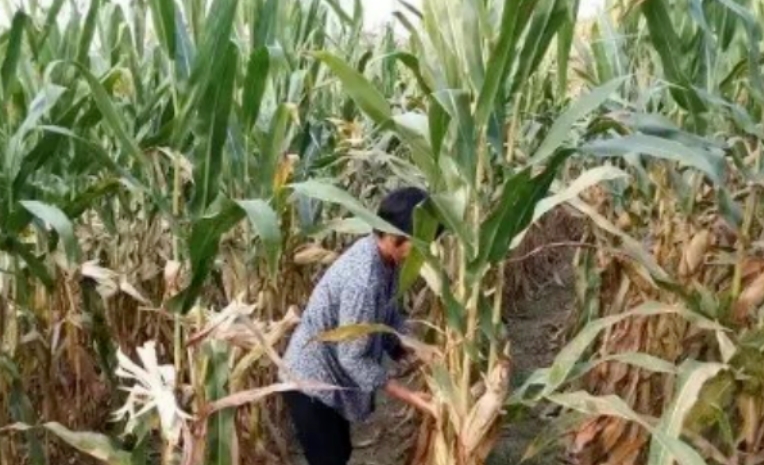 “我给你2块玉米钱，你赔我们1万医药费！”老太太偷偷掰别人家两个玉米，没想到，回
